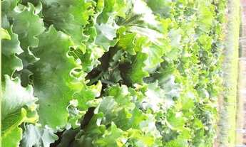 Imagem: CHACARA RURAL em NOVA MUTUM - MT, ZONA RURAL