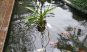Imagem 7: CASA RESIDENCIAL em CABREÚVA - SP, Jacaré