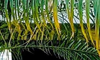 Imagem 3: CASA RESIDENCIAL em CABREÚVA - SP, Jacaré