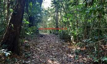 Imagem 3: Sítio com 21.400 m² de terreno e 300 metros de frente para o Rio Jeribucaçu. Itacaré Bahia