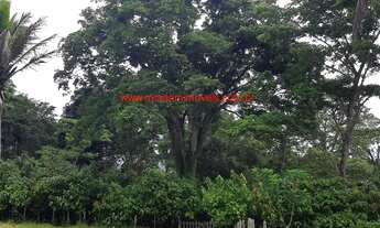 Imagem 5: Sítio com 120.000,00 m² (12 hectares), com produção de cacau, localizado a apenas 13 km do