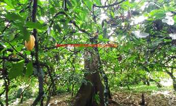 Imagem 7: Sítio com 120.000,00 m² (12 hectares), com produção de cacau, localizado a apenas 13 km do