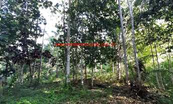 Imagem 6: Fazenda com 12 hectares (120.000 m²), água em abundância e próximo das Praias do Itacarezi