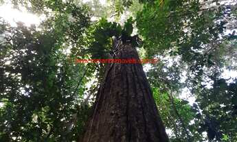 Imagem 7: Fazenda com 12 hectares (120.000 m²), água em abundância e próximo das Praias do Itacarezi