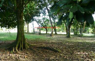 Imagem 7: Área com 30.000 m² no Centro da Vila de Serra Grande/BA