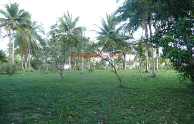 Imagem 6: Área com 30.000 m² no Centro da Vila de Serra Grande/BA