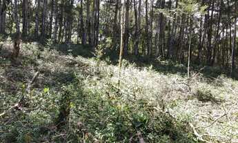 Imagem: TERRENO RESIDENCIAL em CAMPOS DO JORDÃO