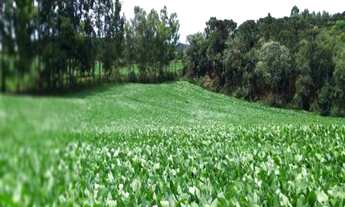 Imagem 7: Excelente Chácara, 2 dormitórios na Rua De Servidão