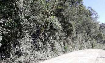 Imagem 3: Excelente Chácara Sem Benfeitorias