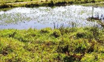 Imagem 2: Excelente Chácara Sem benfeitorias