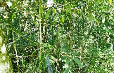 Imagem 3: CHACARA RURAL em SÃO JOSÉ DOS PINHAIS - PR, Faxina