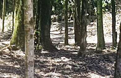 Imagem 6: CHACARA RURAL em SÃO JOSÉ DOS PINHAIS - PR, Campestre da Faxina