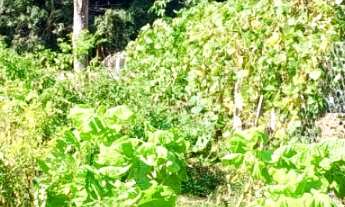 Imagem 7: CHACARA RURAL em Mandirituba - PR, Areia Branca de Assis