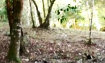 Imagem 5: CHACARA RURAL em ANTONINA - PR, Colônia Saíva