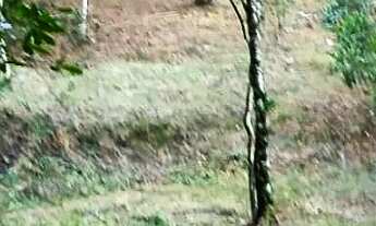 Imagem 7: CHACARA RURAL em ANTONINA - PR, Colônia Saíva