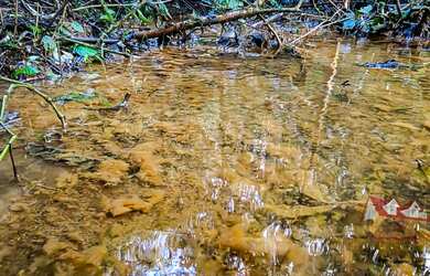 Imagem 6: CHACARA RURAL em SÃO JOSÉ DOS PINHAIS - PR, Córrego Fundo
