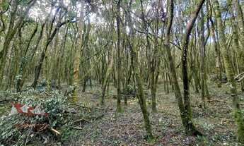 Imagem 4: CHACARA RURAL em SÃO JOSÉ DOS PINHAIS - PR, Córrego Fundo