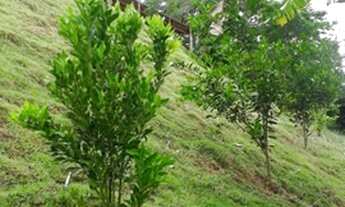Imagem 5: CHACARA RURAL em Domingos Martins - ES, Cascata do Galo