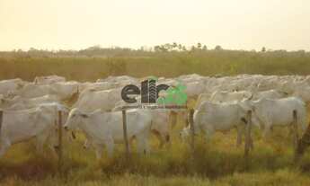 Imagem 5: Fazenda de PECUÁRIA, (COM JAZIDA DE CRISTAL), 61.453 hectares, à venda por R$ 123.000.000