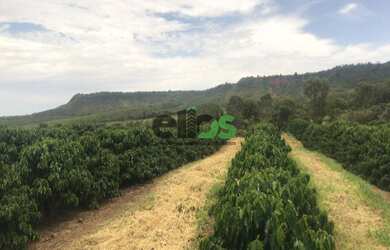 Imagem 8: Fazenda de Dupla Aptidão - AGRICULTURA CAFÉ, EUCALITPO e PECUÁRIA, 1.674 hectares, à venda