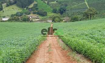 Imagem: Fazenda de Dupla Aptidão - AGRICULTURA