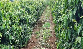 Imagem 2: Fazenda de Dupla Aptidão - AGRICULTURA (LAVOURA/CAFÉ/ABACATE/LIXIA) e PECUÁRIA, 197,47 Alq