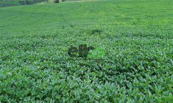 Imagem 7: Fazenda de Dupla Aptidão - AGRICULTURA (LAVOURA/CAFÉ/ABACATE/LIXIA) e PECUÁRIA, 197,47 Alq