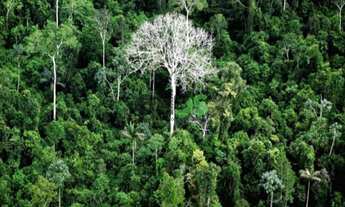 Imagem: Fazenda ÁREA para RESERVA AMBIENTAL