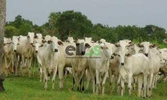 Imagem: Fazenda de PECUÁRIA, (COM JAZIDA DE CRISTAL)
