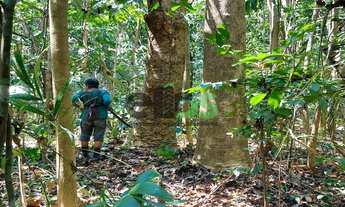 Imagem 5: FLORESTA DE MADEIRA TECA - PARA INDÚSTRIA NAVAL E MOVELEIRA, à venda por R$ 7 bilhões de r