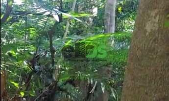 Imagem 4: FLORESTA DE MADEIRA TECA - PARA INDÚSTRIA NAVAL E MOVELEIRA, à venda por R$ 7 bilhões de r