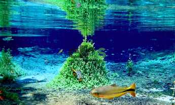 Imagem: POUSADA/HOTEL com AGÊNCIA DE TURISMO, mais