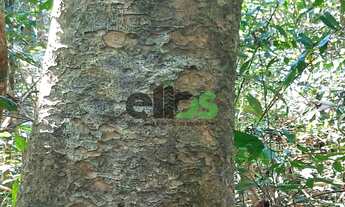 Imagem: FLORESTA DE MADEIRA TECA - PARA INDÚSTRIA