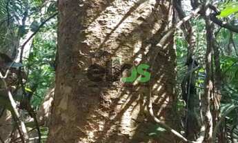 Imagem 2: FLORESTA DE MADEIRA TECA - PARA INDÚSTRIA NAVAL E MOVELEIRA, à venda por R$ 7 bilhões de r