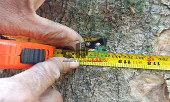 Imagem 6: FLORESTA DE MADEIRA TECA - PARA INDÚSTRIA NAVAL E MOVELEIRA, à venda por R$ 7 bilhões de r