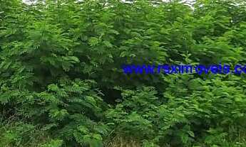 Imagem: Terreno 1000 m2 - Planalto do Sol II - Santa