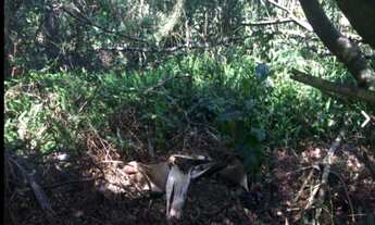 Imagem 6: Terreno semi plano 4.400m2 em condominio Comary