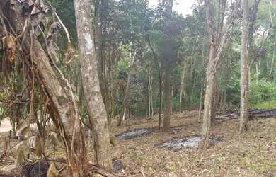 Imagem 7: Terreno semi plano em Teresópolis Granja Mafra