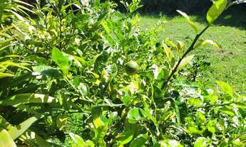 Imagem 5: Terreno em condomínio Albuquerque, 700m² plano