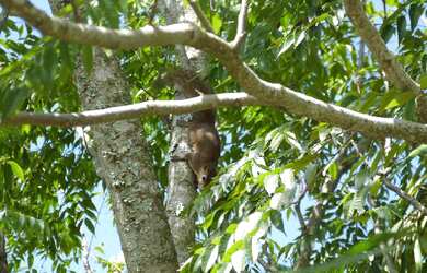 Imagem 6: CASA RESIDENCIAL em Piedade - SP, Roseira
