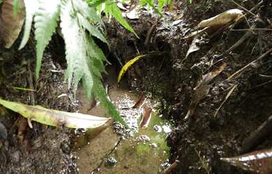 Imagem 3: CASA RESIDENCIAL em Piedade - SP, Roseira