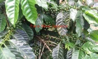 Imagem 7: SÍTIO RURAL em IBIÚNA - SP, DIAS