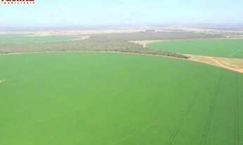 Imagem: VENDO FAZENDA FORMADA CULTURA REGIÃO DE
