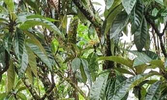 Imagem 7: VENDO BELA CHACARA 48.000m² EM PARAIBUNA ( 4244