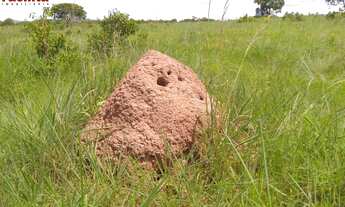 Imagem 5: VENDO FAZENDA REGIAO DE TAIPAS-TO (6107