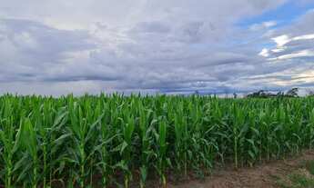 Imagem: VENDO FAZENDA DUPLA APTIDÃO REGIAO DE TERRA