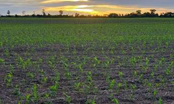 Imagem 4: VENDO FAZENDA DUPLA APTIDÃO REGIAO DE TERRA NOVA DO NORTE-MT ( 6137