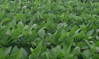 Imagem 2: VENDO FAZENDA DUPLA APTIDÃO REGIAO DE TERRA NOVA DO NORTE-MT ( 6137