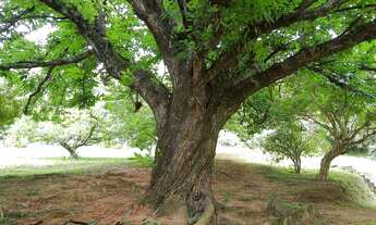 Imagem: SITIO RURAL em SANTANA DE PARNAÍBA - SP