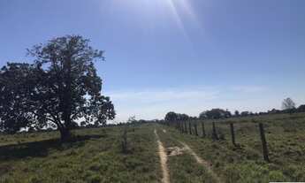 Imagem 4: TITULO VENDO FAZENDA PECUARIA NO VALE DO ARAGUAIA (6130